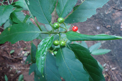 Solanum vagum